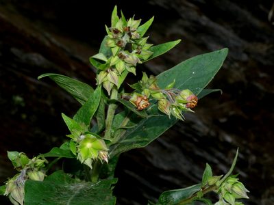 Trichodesma calycosum, photographed by Jacy Chen