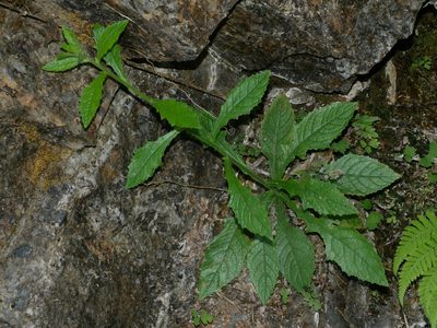 Blumea sinuata, photographed by Jacy Chen