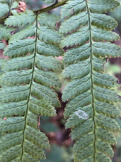 Dryopteris remota, photographed by Thomas Ebner