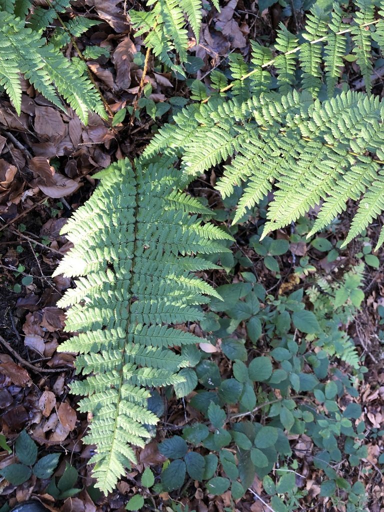 Dryopteris remota, photographed by Thomas Ebner