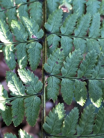Dryopteris remota, photographed by Thomas Ebner