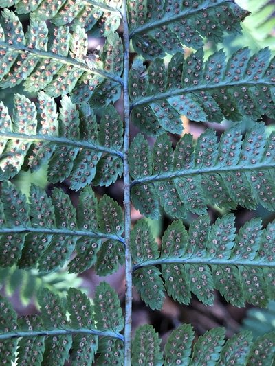 Dryopteris remota, photographed by Thomas Ebner