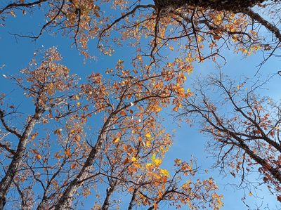 Quercus pyrenaica, photographed by Cristina Villaverde