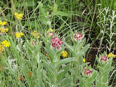 Helichrysum appendiculatum, photographed by Shaun Swanepoel