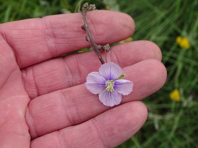 Heliophila rigidiuscula, photographed by Shaun Swanepoel