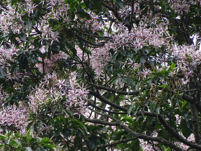 Calodendrum capense, photographed by Shaun Swanepoel