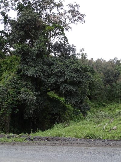 Ficus craterostoma, photographed by Shaun Swanepoel