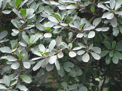 Ficus craterostoma, photographed by Shaun Swanepoel