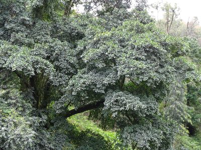 Ficus craterostoma, photographed by Shaun Swanepoel