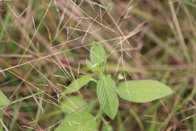 Caperonia palustris, photographed by Rich Sommer