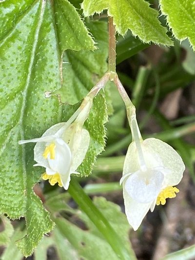 Begonia humilis, photographed by Jean-Paul Boerekamps