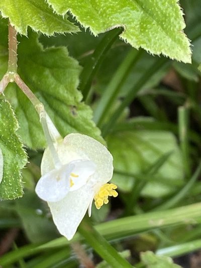 Begonia humilis, photographed by Jean-Paul Boerekamps