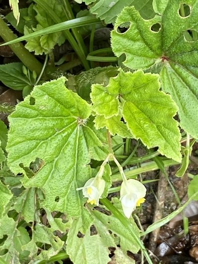 Begonia humilis, photographed by Jean-Paul Boerekamps