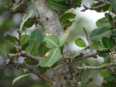 Garcinia livingstonei, photographed by Shaun Swanepoel