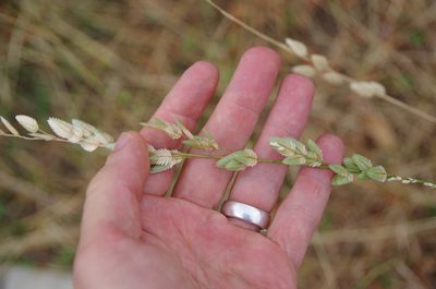 Eragrostis superba, photographed by Eric Knight