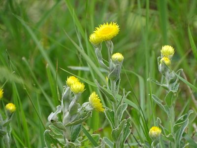 Helichrysum decorum, photographed by Shaun Swanepoel