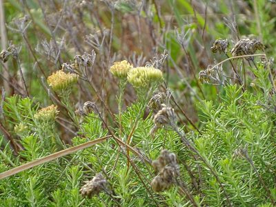 Helichrysum kraussii, photographed by Shaun Swanepoel
