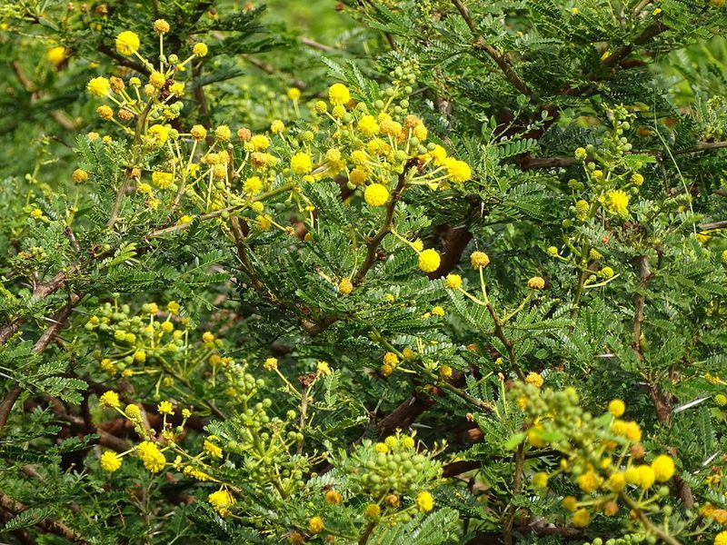 Vachellia kosiensis, photographed by Shaun Swanepoel