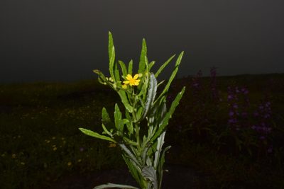 Senecio dalzellii, photographed by S.MORE