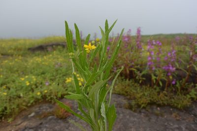 Senecio dalzellii, photographed by S.MORE
