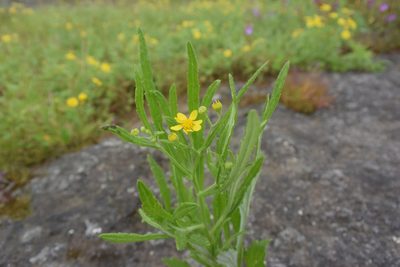 Senecio dalzellii, photographed by S.MORE