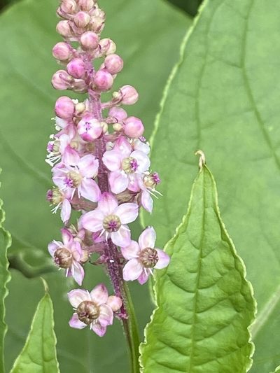 Phytolacca thyrsiflora, photographed by Jean-Paul Boerekamps