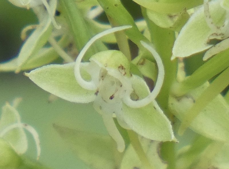 Habenaria achnantha, photographed by Jean-Paul Boerekamps