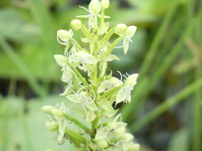 Habenaria achnantha, photographed by Jean-Paul Boerekamps