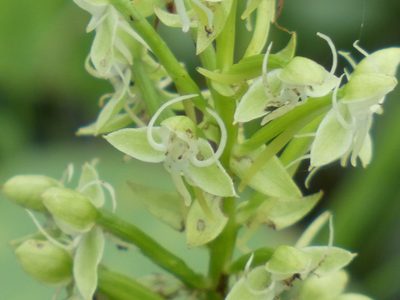 Habenaria achnantha, photographed by Jean-Paul Boerekamps