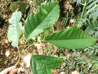 Theobroma cacao, photographed by Bruno Senterre