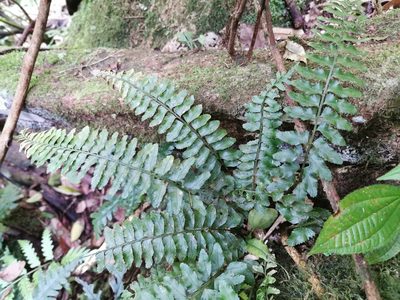 Asplenium tenerum, photographed by Bruno Senterre