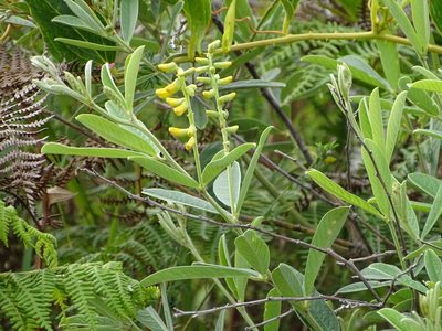 Eriosema psoraleoides, photographed by Shaun Swanepoel