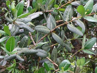 Garcinia livingstonei, photographed by Shaun Swanepoel