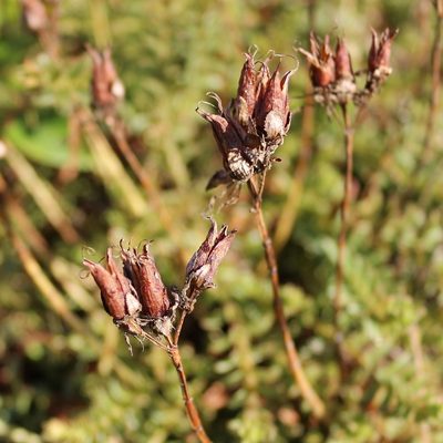Hypericum orientale, photographed by Юрий Данилевский (Yuriy Danilevsky)
