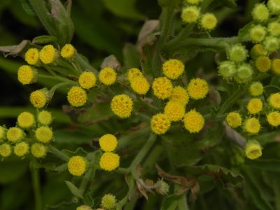 Erigeron trilobus, photographed by S.MORE