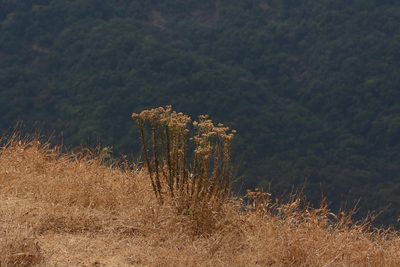 Erigeron trilobus, photographed by S.MORE