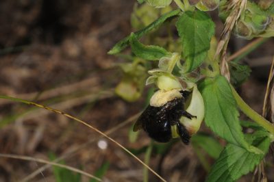 Calceolaria schickendantziana, photographed by aacocucci