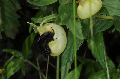Calceolaria schickendantziana, photographed by aacocucci