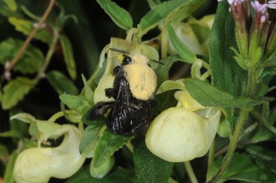 Calceolaria schickendantziana, photographed by aacocucci