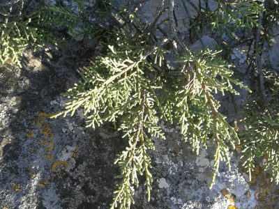 Juniperus phoenicea, photographed by Thibaud Godon