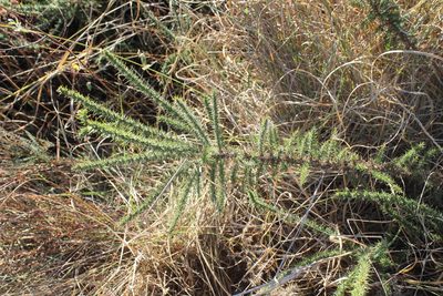 Ulex minor, photographed by Thomas and Guillaume