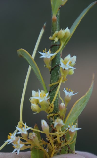Cuscuta nitida, photographed by Tony Rebelo