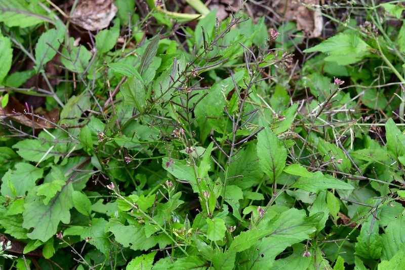Rorippa dubia, photographed by Neptalí Ramírez Marcial