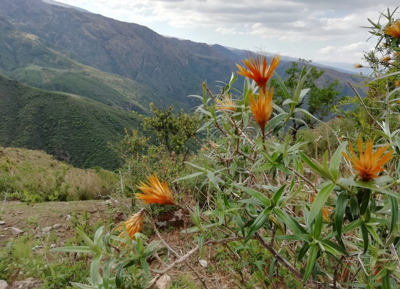 Chuquiraga calchaquina, photographed by Gonzalo Martinez