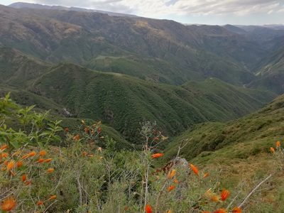 Chuquiraga calchaquina, photographed by Gonzalo Martinez