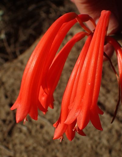 Cyrtanthus angustifolius, photographed by Nicola van Berkel