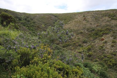 Psoralea arborea, photographed by Tony Rebelo