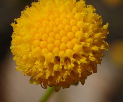 Senecio paniculatus, photographed by Nicola van Berkel