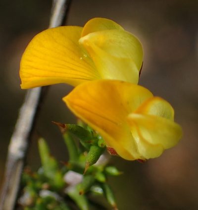 Aspalathus aciphylla, photographed by Nicola van Berkel