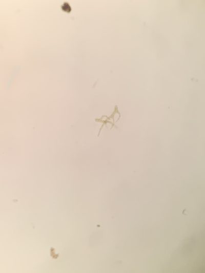 Elodium paludosum, photographed by Brandon Corder